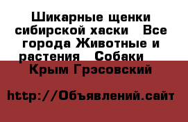 Шикарные щенки сибирской хаски - Все города Животные и растения » Собаки   . Крым,Грэсовский